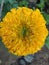 Marigold flower blooming color yellow very beautiful