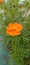 Marigold Flower Bunga Tahi Ayam  