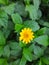 Marigold flower, Calendula, Genda Flowers