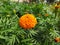 Marigold flower, Calendula, Genda Flowers