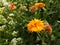 Marigold flower, Calendula, Genda Flowers