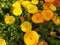 Marigold flower, Calendula, Genda Flowers