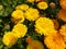 Marigold flower, Calendula, Genda Flowers