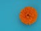 Marigold flower, Calendula officinalis, on bright turquoise cullinary background. Edible medicinal herb.