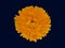 Marigold flower, Calendula officinalis, isolated on deep blue background. Edible medicinal herb.