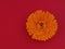 Marigold flower, Calendula officinalis, on red cullinary background. Edible medicinal herb.