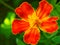 Marigold flower close up. Bright red petals on a juicy background of green grass. Vivid illustration with contrasting and