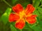 Marigold flower close up. Bright red petals on a juicy background of green grass. Vivid illustration with contrasting and