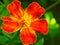 Marigold flower close-up. Bright red petals on a juicy background of green grass. Vivid illustration with contrasting and