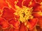 Marigold flower close up. Bright red petals with a yellow border, pistils and stamens. Vivid illustration on the theme of summer