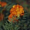 Marigold flower, close-up. A bright velvety orange flower