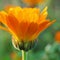 The marigold flower closes at sunset time. Close-up. Side view. Petals glow in the rays of the setting sun. Blooming calendula in