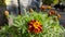 Marigold flower closeup with red petals and yellow stamens. Autumn blossoms with blurry buds and green leaves on background.