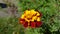 Marigold flower closeup with yellow and red petals and yellow stamens. Autumn blossoms on blurry green leaves background.