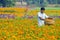 marigold flower farmer at rural west bengal india