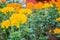 Marigold flower farming field. Bush of marigold tree growing with yellow flowers in the farm.