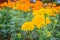 Marigold flower farming field. Bush of marigold tree growing with yellow flowers in the farm.