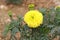 Marigold Flower gada flower top view in the garden, Gold Marigold fascinate our mind