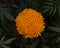 Marigold Flower in a garden