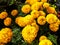 Marigold flower garden blooming in yellow on the boulevard