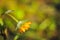 The marigold flower in the garden was covered with frost