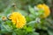 The marigold flower in the garden was covered with frost