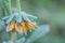 The marigold flower in the garden was covered with frost