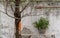 Marigold flower garlands hanging on Tree Beside the wall