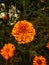 Marigold flower genda ka phool wallpaper