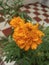 Marigold flower home garden shot on camera