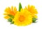 Marigold flower isolated