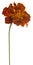 Marigold flower isolated