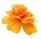 Marigold flower isolated lies white digital painting