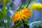Marigold flower and leaves in ambient light. Background