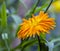 Marigold flower and leaves with drops of water in ambient light