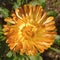 Marigold flower in a Mexican garden