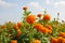 Marigold flower in the morning