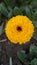 Marigold Flower of nature