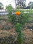 Marigold flower near the road