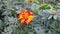 Marigold flower in our garden