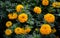 Marigold flower or Paper flower close up