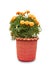 Marigold flower plant in red pot isolated on white