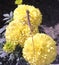 This is a marigold flower& x27;s, sitting on a chameleon on top of a flower& x27;s.