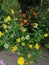 Marigold flower. Season autumn orange background cloudly