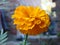 Marigold flower stands at fully blossom