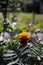 Marigold flower on the summer flowerbed