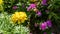 Marigold flower Tagetes erecta with blurred pink flower background