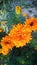 Marigold flower or Tagetes Marigolds or calendula officinalis or caltha or ganda or gols bloom or garden marigold or gold bloom or