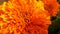 Marigold flower or Tagetes Marigolds or calendula officinalis or caltha or ganda or gols bloom or garden marigold or gold bloom or