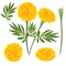 Marigold Flower - Tagetes. Vector Illustration.